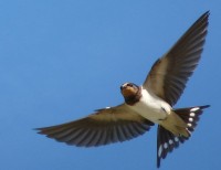 boerenzwaluw: trekvogel / Bron: Haltostress, Wikimedia Commons (CC BY-SA-3.0)