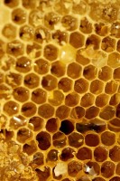 Een honingraat. Hierin slaan bijen honing op / Bron: Hisks, Rgbstock