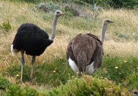 Een mannelijke (links) en vrouwelijke (rechts) struisvogel. / Bron: Andrew Massyn, Wikimedia Commons (Publiek domein)