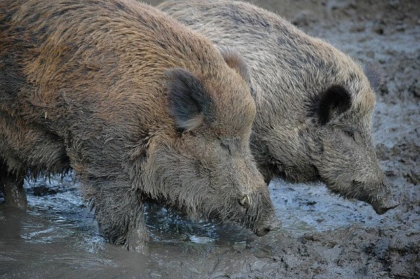 Wild boars in the mud / Source: Marieke Kuijpers, Wikimedia Commons (CC BY-2.0)