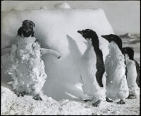 Pinguins in de rui / Bron: National Library of Australia, Wikimedia Commons (Publiek domein)