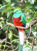 De quetzal heeft structuurkleuren / Bron: D.Hatcher, Wikimedia Commons (Publiek domein)