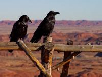 Twee raven / Bron: Jon Sullivan, Wikimedia Commons (Publiek domein)