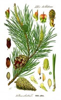 Een tak, de verschillende bloeiwijzen en verschillende stadia van de kegels van de grove den / Bron: Floranet, Wikimedia Commons (Publiek domein)