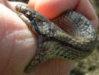 Een gladde slang heeft te kleine tanden om schade aan te richten / Bron: Dillsoße, Wikimedia Commons (Publiek domein)