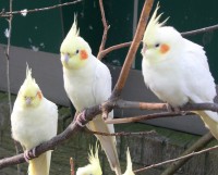 Grand garen stam Volièrevogels in de winter, hoe houd ik mijn vogels gezond? | Dier en  Natuur: Huisdieren