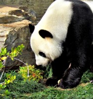 Waarom panda's zwart wit zijn is onbekend / Bron: TACLUDA, Rgbstock