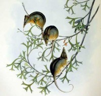 De slurfbuidelmuis is een nectarivoor / Bron: John Gould, Wikimedia Commons (Publiek domein)