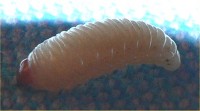 Een larve van een eikenboorder / Bron: Kreta, Wikimedia Commons (Publiek domein)