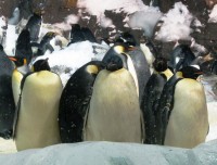 Pinguins zijn waarschijnlijk zwart-wit als thermoregulatie / Bron: Alexbruda, Rgbstock