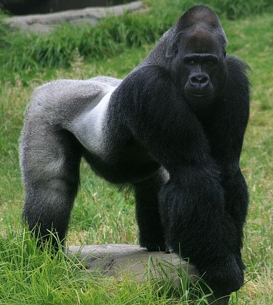 In gorillas, color can indicate social structure / Source: Brocken Inaglory, Wikimedia Commons (CC BY-SA-3.0)