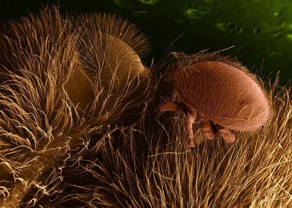 <I> Varroa destructur </I> on a bee (very magnified) / Source: Public domain, Wikimedia Commons (PD)” onclick=”openImage(this);”><i>Varroa destructur</i> on a bee (very magnified) / <span>Source: Public domain, Wikimedia Commons (PD)</span>
</div>
<h2>Cause 1: Varroa mite</h2>
<p>Varroa destructor is a mite that feeds on bee and larval blood.  The mite lays its eggs next to the bees’ eggs.  The eggs hatch and the young mites attach themselves to the bee larvae.  They stay put.  The bee matures and emerges from the brood, with one or more mites attached to it.  The mites can stay put or let go to attach to another bee.  The effect of the Varroa mite is multifaceted.  It weakens young bees, so that less of them come out.  It weakens adult bees, causing them to collect less food.  In addition, the mite transmits diseases.  For example, diseases transmitted by the mite cause bees to develop deformed wings or paralyze them.</p><div class=