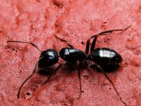 Mieren zijn ook te trainen / Bron: Vorfay, Rgbstock