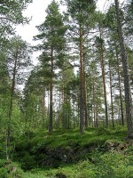Een grove dennenbos / Bron: Mahlum, Wikimedia Commons (Publiek domein)