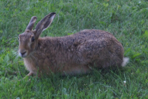 Hares and rabbits also have a striking white tail, which can give a signal when tucked up.  / Source: Alers, Wikimedia Commons (Public domain)