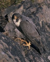 Een slechtvalk bij zijn nest / Bron: Publiek domein, Wikimedia Commons (PD)