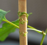 Een rankende plant windt zich om de stam van een andere plant, een voorbeeld van thigmotropie / Bron: Christopher Meloche, Wikimedia Commons (Publiek domein)