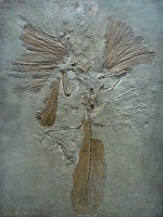 Een fossiel van een Archaeopteryx / Bron: LadyofHats, Wikimedia Commons (Publiek domein)