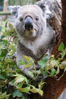 Koala's zijn folivoren / Bron: BlueGum, Rgbstock
