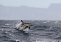 De kortsnuit gewone dolfijn heeft orka-achtige patronen op zijn huid. / Bron: JKMelville, Wikimedia Commons (CC BY-SA-3.0)