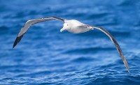 Een grote albatros die over de golven zweeft / Bron: JJ Harrison, Wikimedia Commons (CC BY-SA-3.0)