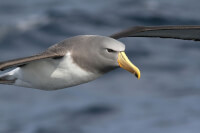 De Chatham-albatros / Bron: Danmantle, Wikimedia Commons (CC BY-SA-3.0)