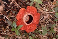 Rafflesia Arnoldii - Aasbloem / Bron: Steve Cornish, Wikimedia Commons (CC BY-2.0)