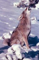 Het typisch gehuil van coyotes / Bron: Skeeze, Pixabay