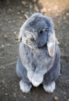 Je konijn laten wennen aan de omgeving / Bron: Qimono, Pixabay