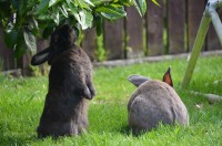 Luid tromgeroffel hoef je bij konijnengeluiden niet te verwachten / Bron: Jamjar, Flickr (CC BY-2.0)