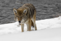 De coyote, een iconisch dier / Bron: Skeeze, Pixabay