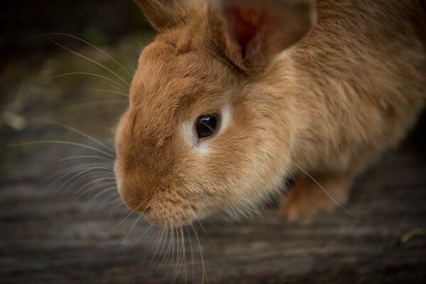 Myxomatosis and VHS: Two Dangers to Every Rabbit / Source: Pexels, Pixabay
