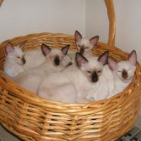 Siamese kittens, sealpoint / Bron: Kathy., Wikimedia Commons (CC BY-SA-3.0)