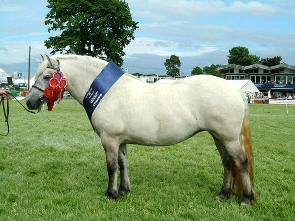 Overweight horse / Source: Confuslefu, Wikimedia Commons (Public domain)