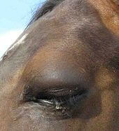 Horse with eye infection from injury / Source: Montanabw, Wikimedia Commons (CC BY-SA-3.0)