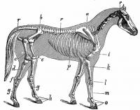Het skelet van het paard / Bron: Dr. Karl Rothe, Ferdinand Frank, Josef Steigl, Wikimedia Commons (Publiek domein)