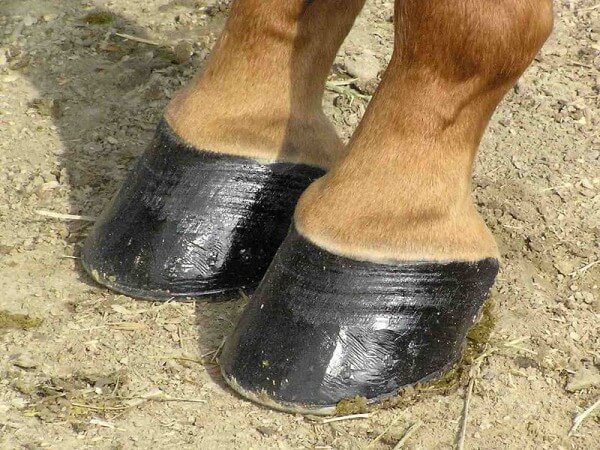 Healthy horse hooves / Source: BLW, Wikimedia Commons (Public domain)