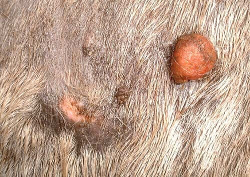 Horse with skin cancerous growths / Source: Malcolm Morley, Wikimedia Commons (CC BY-SA-3.0)