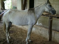 Dit paard is te mager. Let op de ingevallen achterhand, uitstekende ribben en magere nek. / Bron: Andrevruas, Wikimedia Commons (CC BY-3.0)