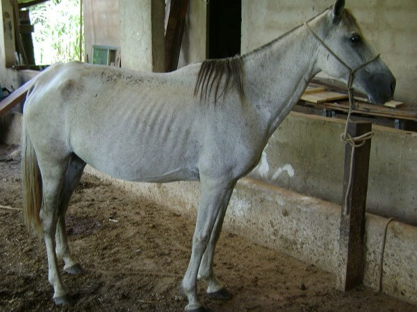 Underweight horse / Source: Andrevruas, Wikimedia Commons (CC BY-3.0)