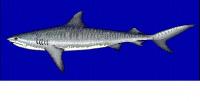 Het strepenpartoon op de rug van de haai is duidelijk te zien. / Bron: Robbie Cada, Wikimedia Commons (CC BY-1.0)