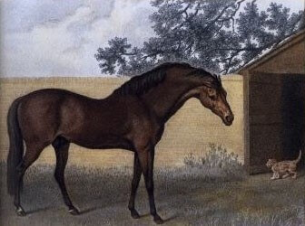Godolphin Barb / Source: George Stubbs, Wikimedia Commons (Public Domain)