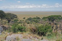 Een subtropische savanne / Bron: Harvey Barrison from Massapequa, NY, USA, Wikimedia Commons (CC BY-SA-2.0)