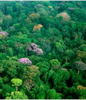 Een tropisch regenwoud van bovenaf gefotografeerd. / Bron: Photos courtesy of Christian Ziegler., Wikimedia Commons (CC BY-2.5)