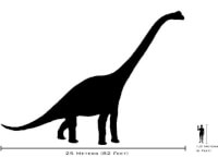 Voorbeeld van een sauropodomorf / Bron: Dropzink, Wikimedia Commons (CC BY-SA-2.5)