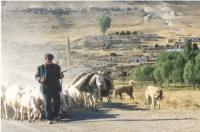 Turkse herder met zijn vee en kuddebewakers. / Bron: Beautdogs, Wikimedia Commons (CC BY-SA-3.0)
