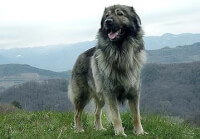 <I>Kraski Ovcar</I>, een wolfsgrauwe berghond. / Bron: Svar12, Wikimedia Commons (Publiek domein)