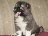 <I>Kaukasische Ovcharka</I> pup van een paar weken oud. / Bron: MnokeR, Wikimedia Commons (Publiek domein)