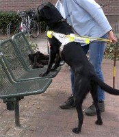 De geleidehond zoekt op commando dingen op / Bron: Kim Bols, http://www.visuelehandicap.be