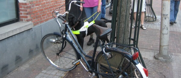 A guide dog avoids obstacles / Source: Kim Bols, http://www.visuelehandicap.be